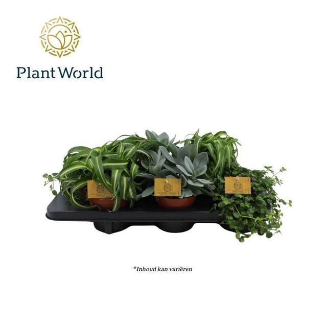 Picture of Foliage mix in tray