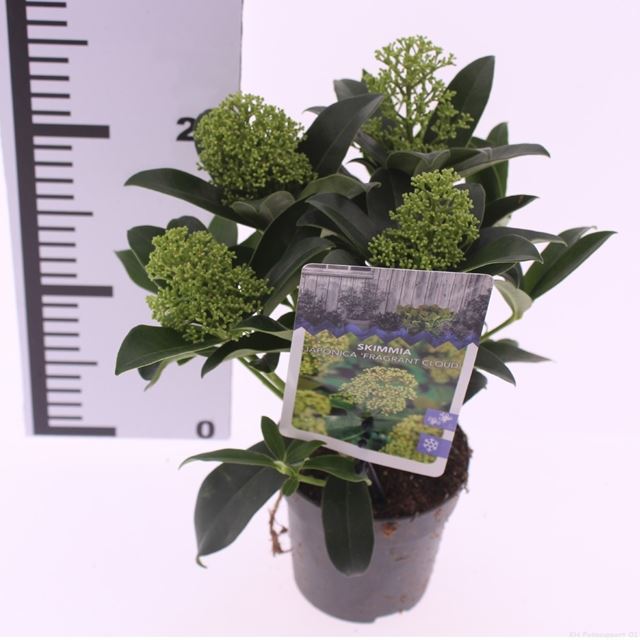 Picture of Skimmia japonica fragrant cloud 03+fl