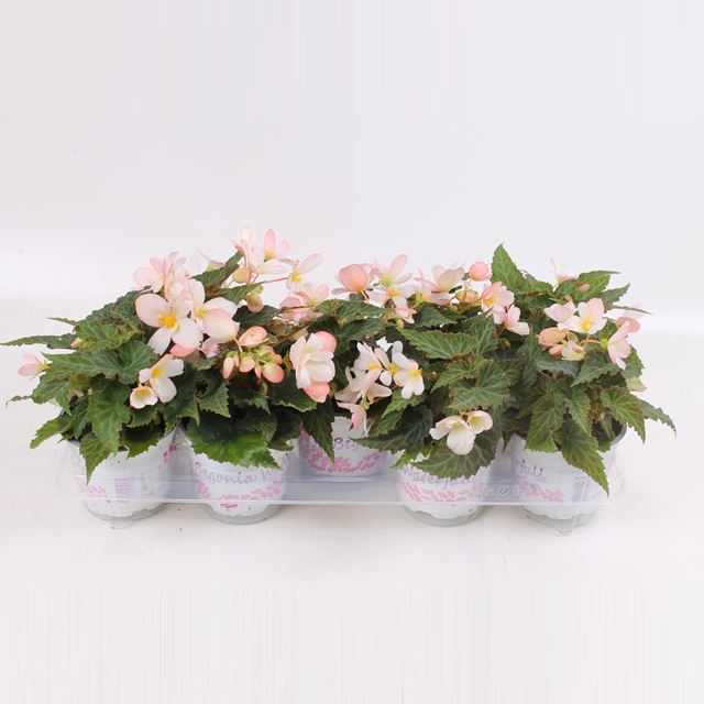 Picture of BEGONIA BOLIVIENSIS WATERFAL SOFT PINK