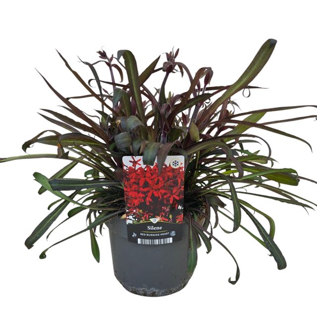 Picture of Silene celina