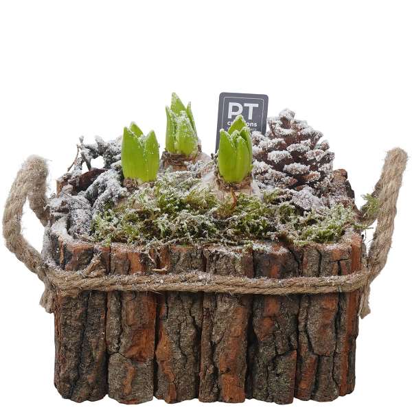 Picture of WINTER HYACINTHUS ARRANGEMENT IN WOODEN BOX