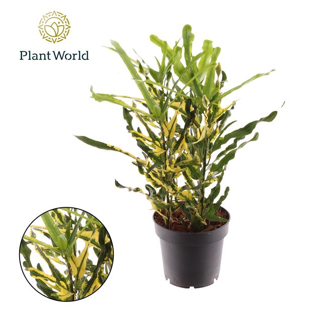 Picture of Codiaeum croton variegatum pigtail