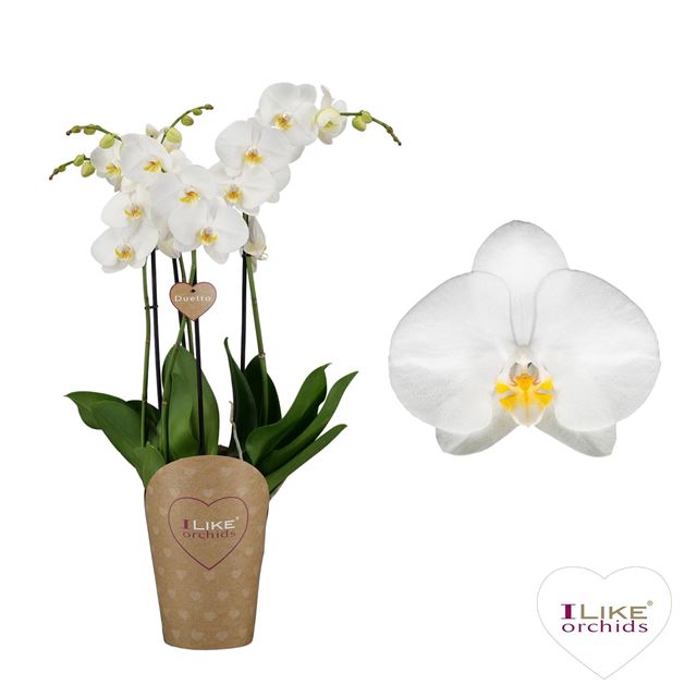 Picture of PHALAENOPSIS 04-STEM DUETTO OXFORD