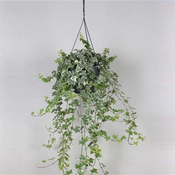 Picture of HEDERA HELIX WHITE VARIEGATED IN HANGING BASKET