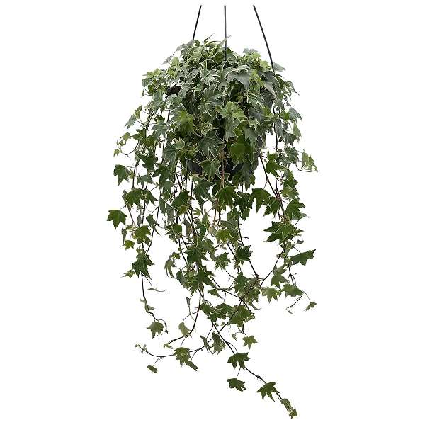 Picture of HEDERA HELIX WHITE VARIEGATED IN HANGING BASKET