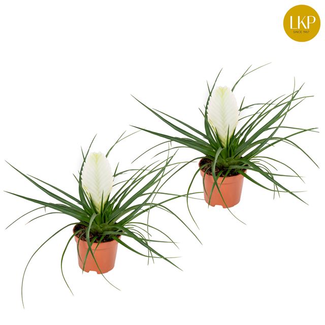 Picture of TILLANDSIA BIANCINI WHITE