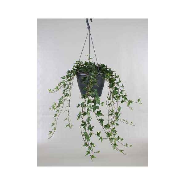Picture of HEDERA HELIX GREEN IN HANGING BASKET
