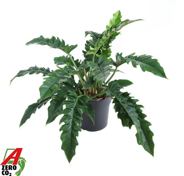 Picture of Philodendron narrow
