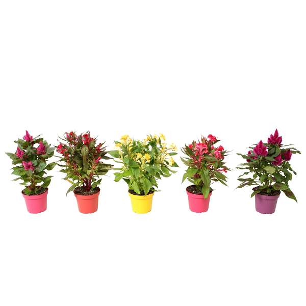 Picture of Celosia argentea mix - colour coded pot