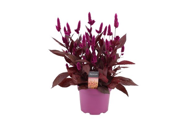Picture of CELOSIA ARGENTEA MYSTIC SHADES