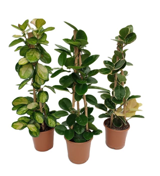 Picture of Hoya pyramid mix