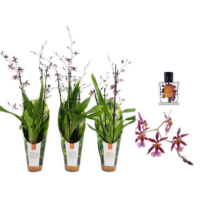 Picture of ONCIDIUM 04-STEM KATARINA ZOCH IN CERAMIC