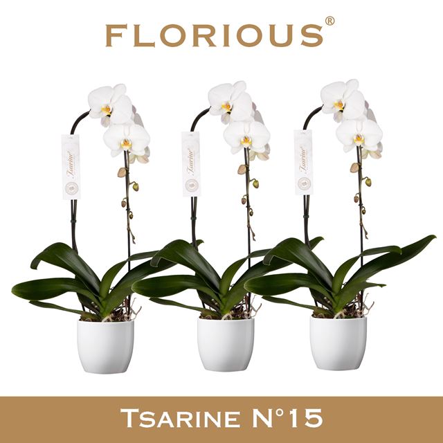 Picture of Phalaenopsis 01-stem tsarine cascade white in cer 