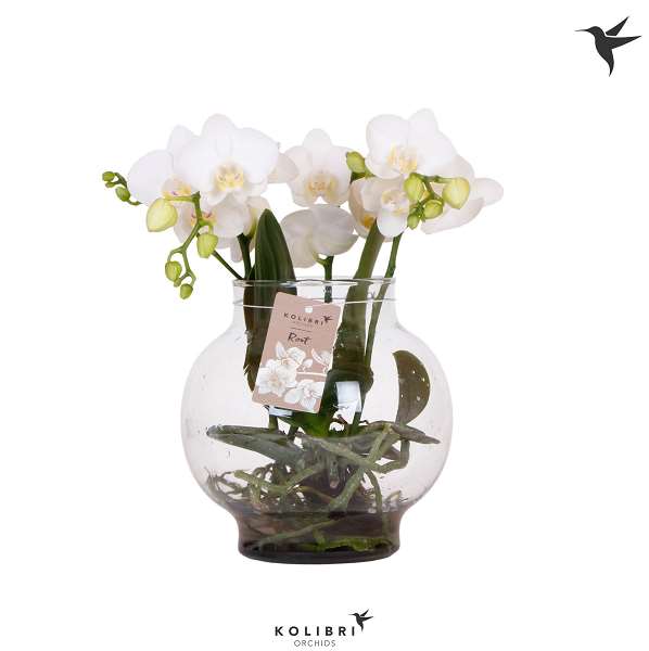 Picture of PHALAENOPSIS ROOTS WHITE IN GLASS
