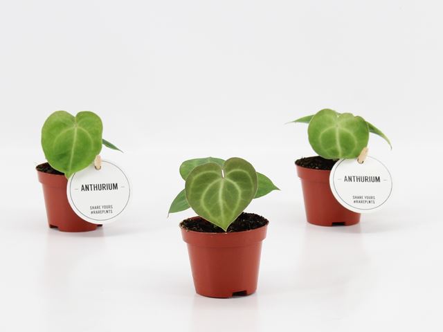 Picture of ANTHURIUM CLARINERVIUM