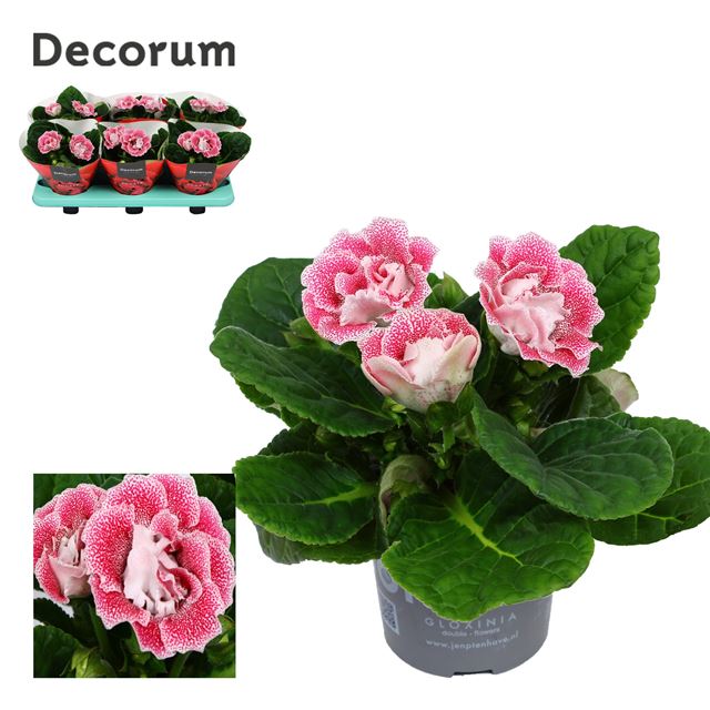 Picture of GLOXINIA NEW PINK-WHITE