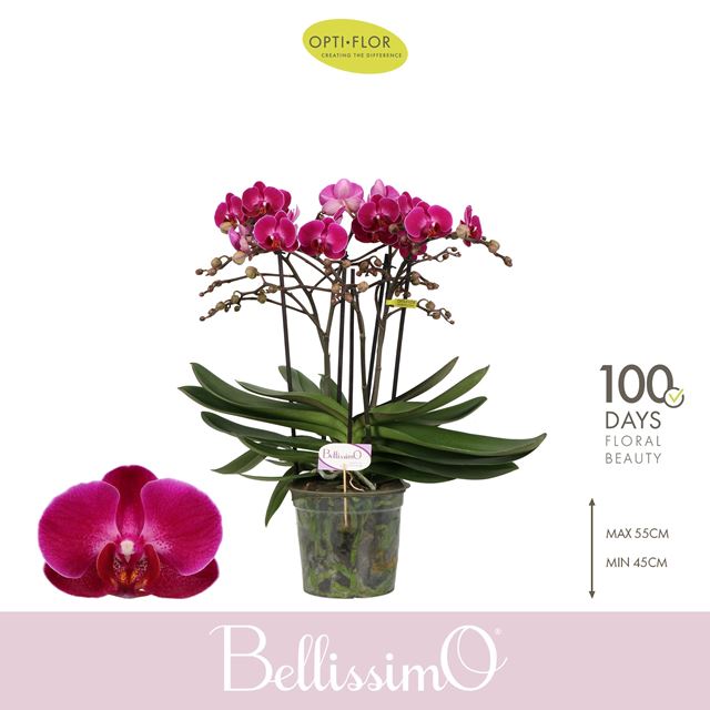 Picture of Phalaenopsis bellissimo amore