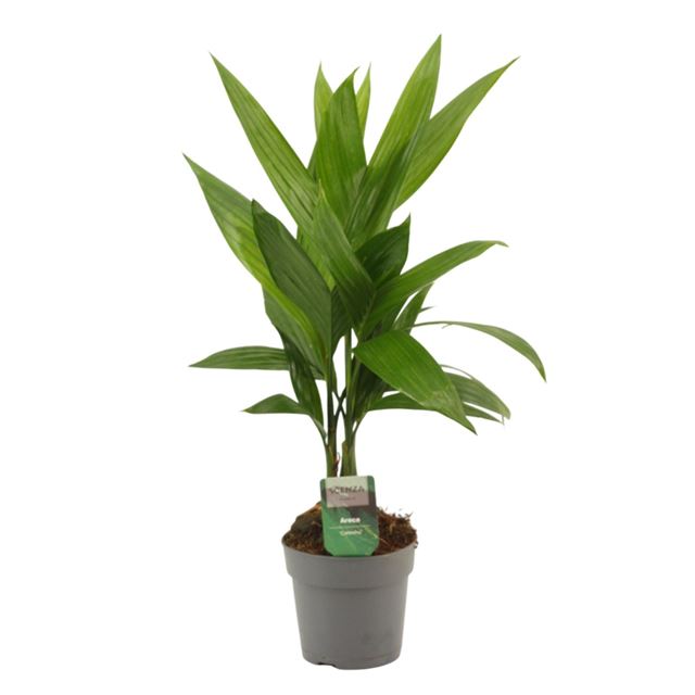 Picture of ARECA CATECHU