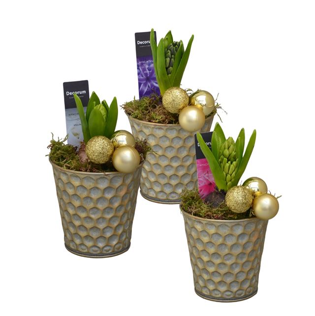 Picture of HYACINTHUS 01BULB ZINC BEEHIVE PRINT