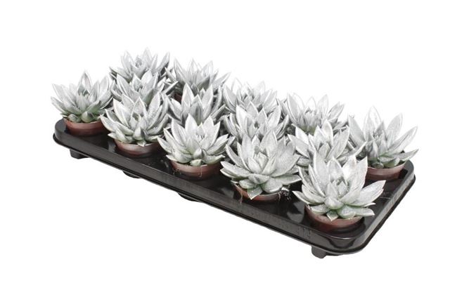 Picture of ECHEVERIA MIRANDA SILVER+GLITTER