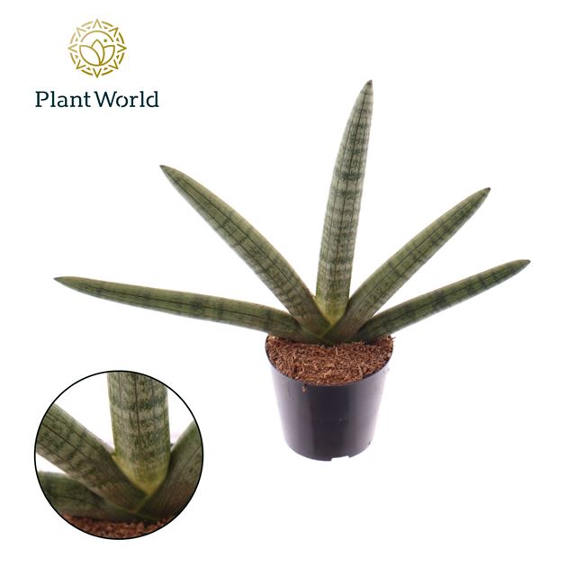 Picture of SANSEVIERIA CYLINDRICA SKYLINE