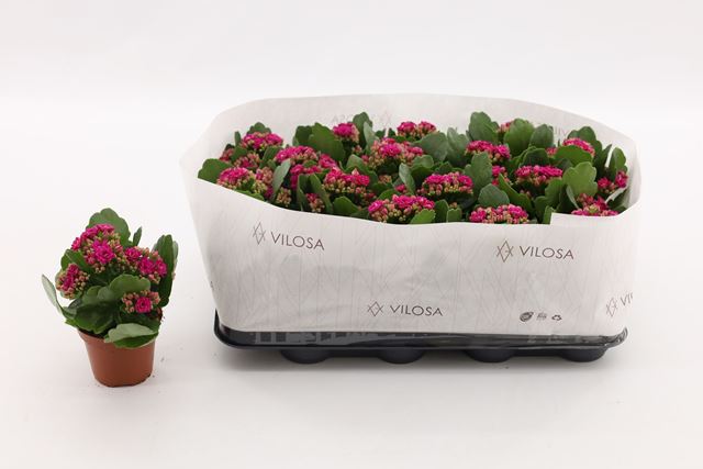 Picture of KALANCHOE DOUBLE FUCHSIA