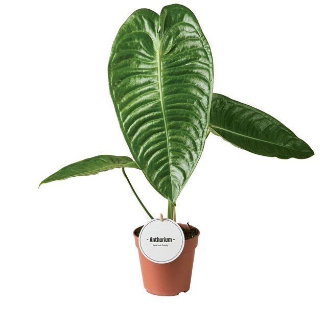 Picture of Anthurium veitchii
