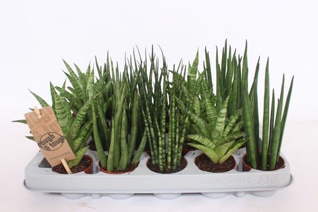Picture of SANSEVIERIA TRIFASCIATA MIX