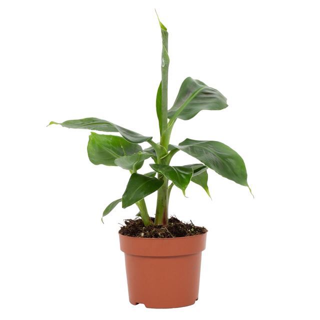 Picture of MUSA ACUMINATA TROPICANA