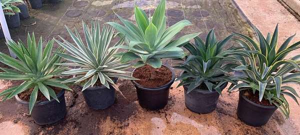 Picture of AGAVE - ALOE MIX C12/15L