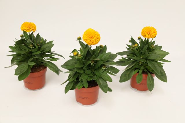 Picture of Coreopsis grandiflora golden sphere