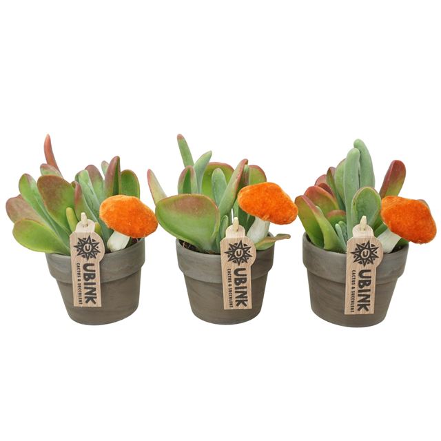 Picture of Kalanchoe oricula in gray terracotta