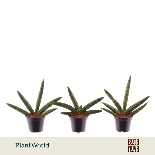 Picture of Sansevieria cylindrica skyline