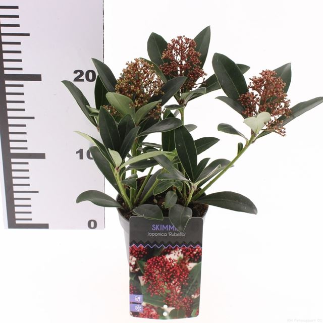 Picture of Skimmia japonica rubella 03/04-fl