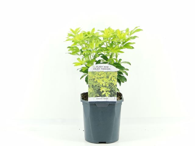 Picture of Choisya ternata sundance