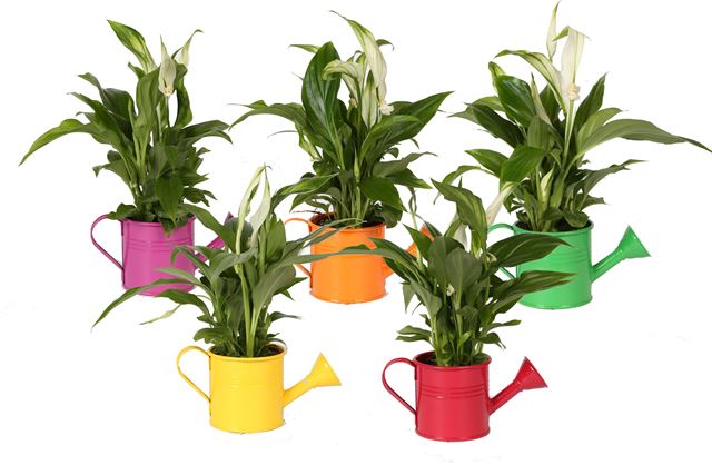 Picture of SPATHIPHYLLUM IN COLOURED ZINC WATERING CAN
