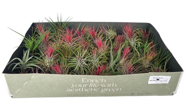 Picture of TILLANDSIA 07 VARIETY MIX