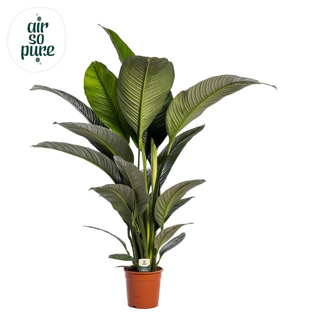 Picture of Spathiphyllum sensation