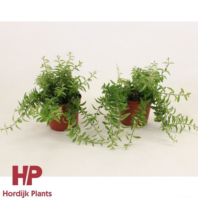 Picture of AESCHYNANTHUS TWISTER