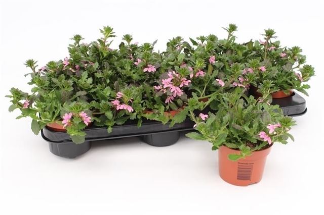 Picture of Scaevola pink