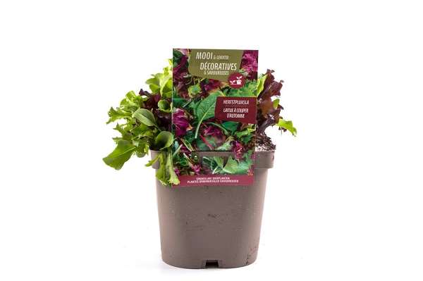 Picture of LACTUCA SATIVA