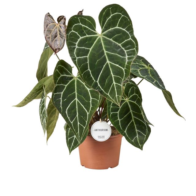 Picture of ANTHURIUM CRYSTALLINUM