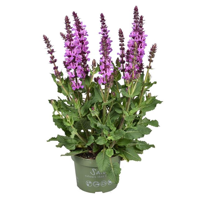 Picture of Salvia x sylvestris rose marvel