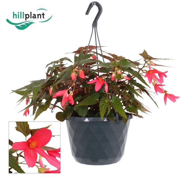 Picture of Begonia boliviensis crackling fire pink hanging