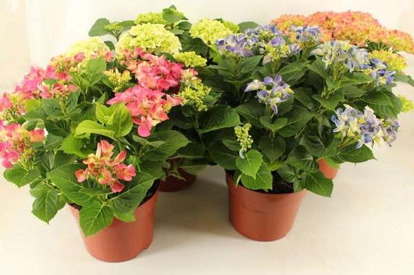 Picture of Hydrangea sense of seasons