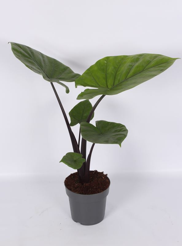 Picture of Alocasia dark star