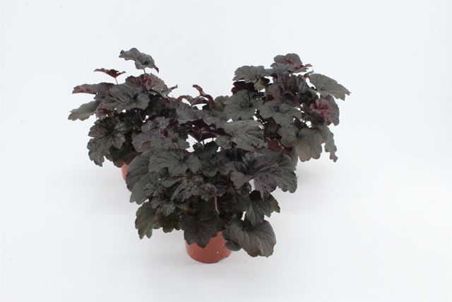 Picture of Heuchera palace purple