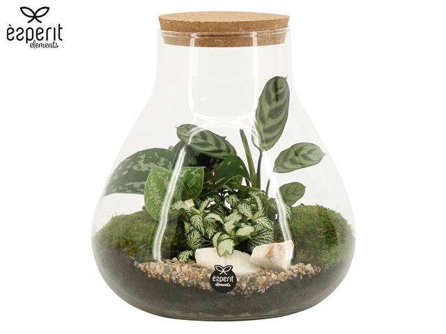 Picture of Terrarium