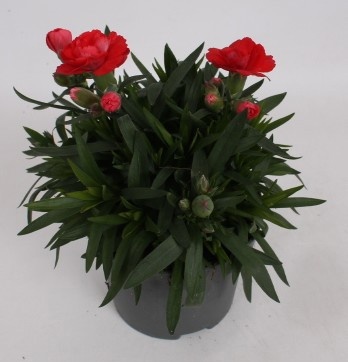Picture of Dianthus caryophyllus oscar red