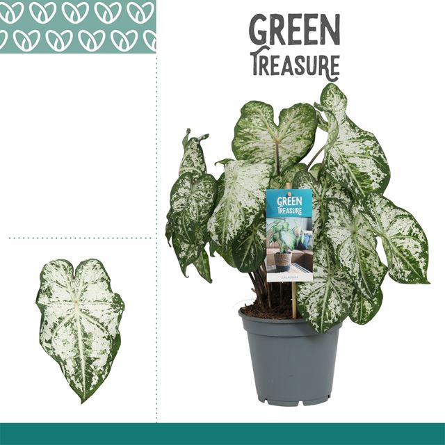 Picture of CALADIUM WHITE